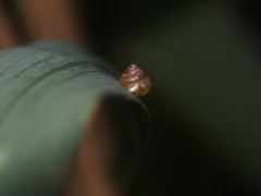 Kaliella
