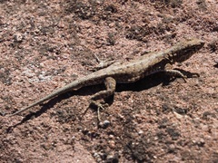 Uta stansburiana uniformis