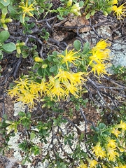 Ericameria cuneata spathulata