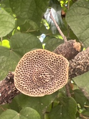 Hexagonia