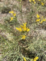 Ericameria bloomeri