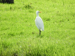 Ardea intermedia