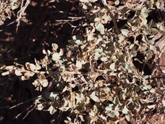 Atriplex confertifolia