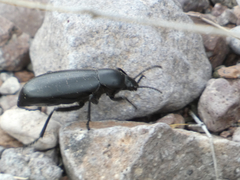 Eleodes longicollis