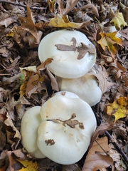Clitocybe robusta