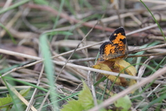 Phyciodes