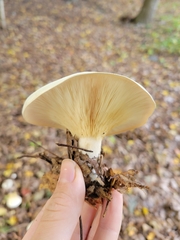 Clitocybe robusta