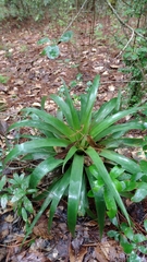 Tillandsia guatemalensis