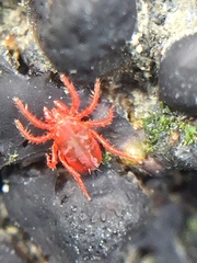 Teneriffiidae