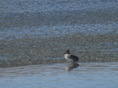 Anas crecca carolinensis