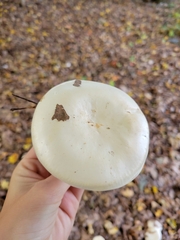Clitocybe robusta