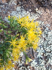 Ericameria cuneata spathulata