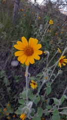 Tithonia