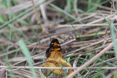 Phyciodes