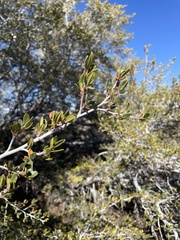 Cercocarpus ledifolius