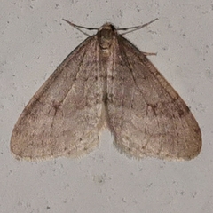 Operophterini