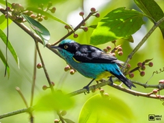 Dacnis lineata