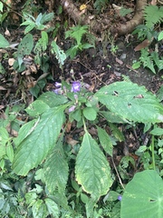 Strobilanthes formosana
