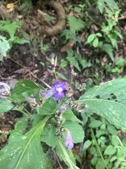 Strobilanthes formosana