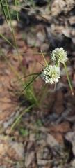 Cyperus seslerioides