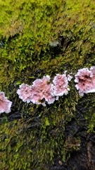 Herpothallon rubrocinctum