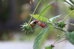 Dysdercus albofasciatus