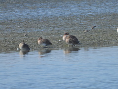 Anas crecca carolinensis