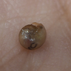 Kaliella