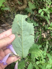 Strobilanthes formosana