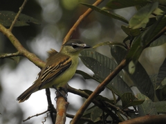 Pachyramphus albogriseus
