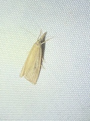 Eoreuma densellus