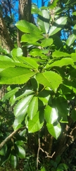 Pseudopanax arboreus