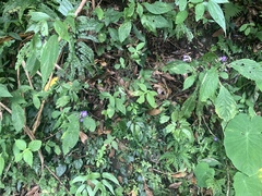 Strobilanthes formosana