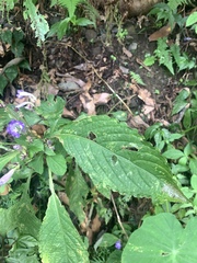 Strobilanthes formosana