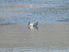 Anas crecca carolinensis