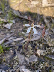 Caladenia cucullata