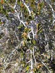 Cercocarpus ledifolius