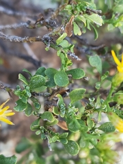 Ericameria cuneata spathulata