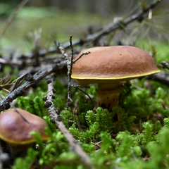 Suillus lakei