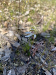 Caladenia cucullata