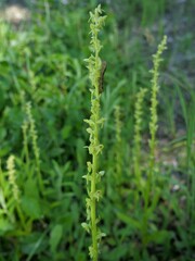 Platanthera stricta