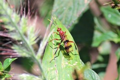Trogomorpha arrogans