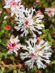 Pimelea sylvestris