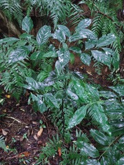 Diospyros morrisiana