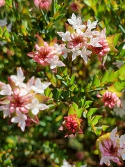 Pimelea sylvestris
