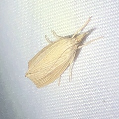 Eoreuma densellus