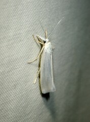 Crambus perlella