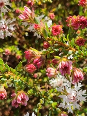 Pimelea sylvestris