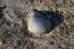 Lunarca ovalis