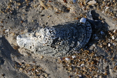 Crassostrea virginica